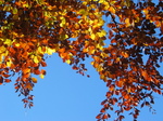 24323 Red and yellow leaves.jpg